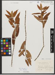 Foto von Salix triandra subsp. triandra L.